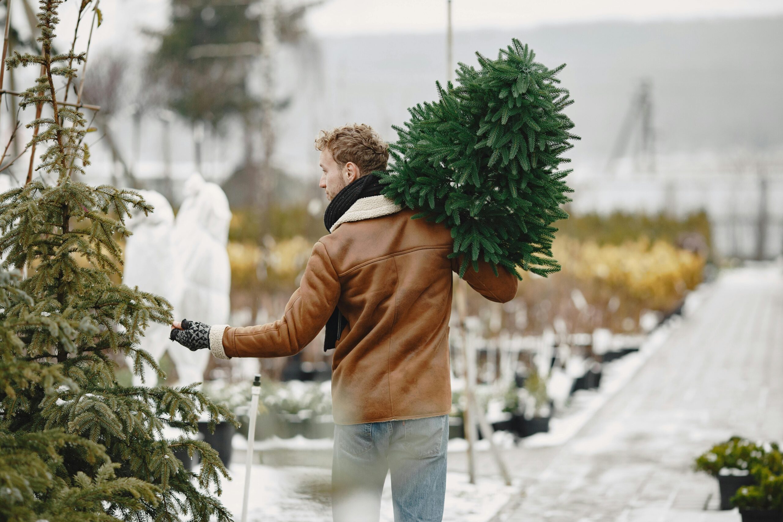 festive season strain